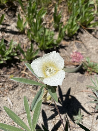 Subalpine mariposa lily (Calochortus subalpinus)