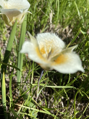 Subalpine mariposa lily (Calochortus subalpinus)