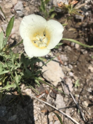 Subalpine mariposa lily (Calochortus subalpinus)