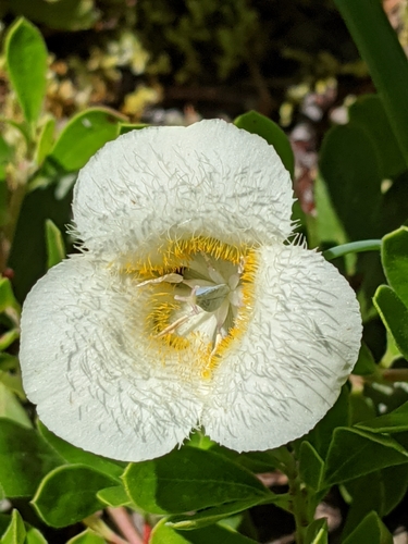 Subalpine mariposa lily (Calochortus subalpinus)