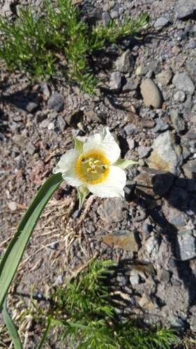 Subalpine mariposa lily (Calochortus subalpinus)
