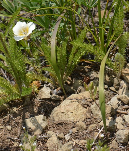 Subalpine mariposa lily (Calochortus subalpinus)