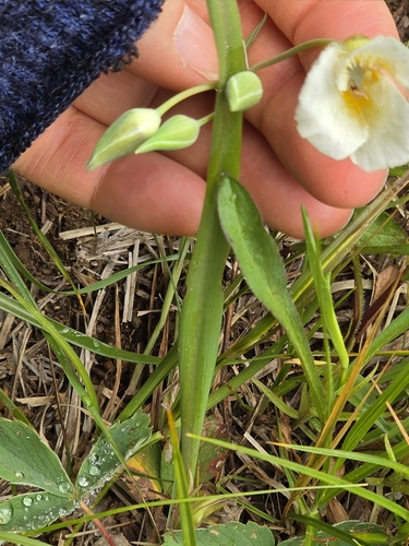 Subalpine mariposa lily (Calochortus subalpinus)