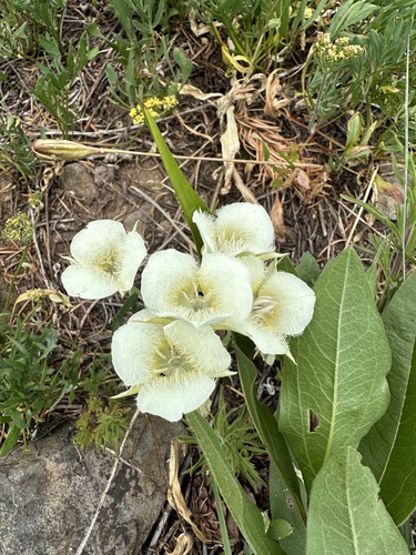 Subalpine mariposa lily (Calochortus subalpinus)