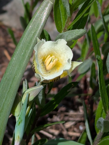 Subalpine mariposa lily (Calochortus subalpinus)
