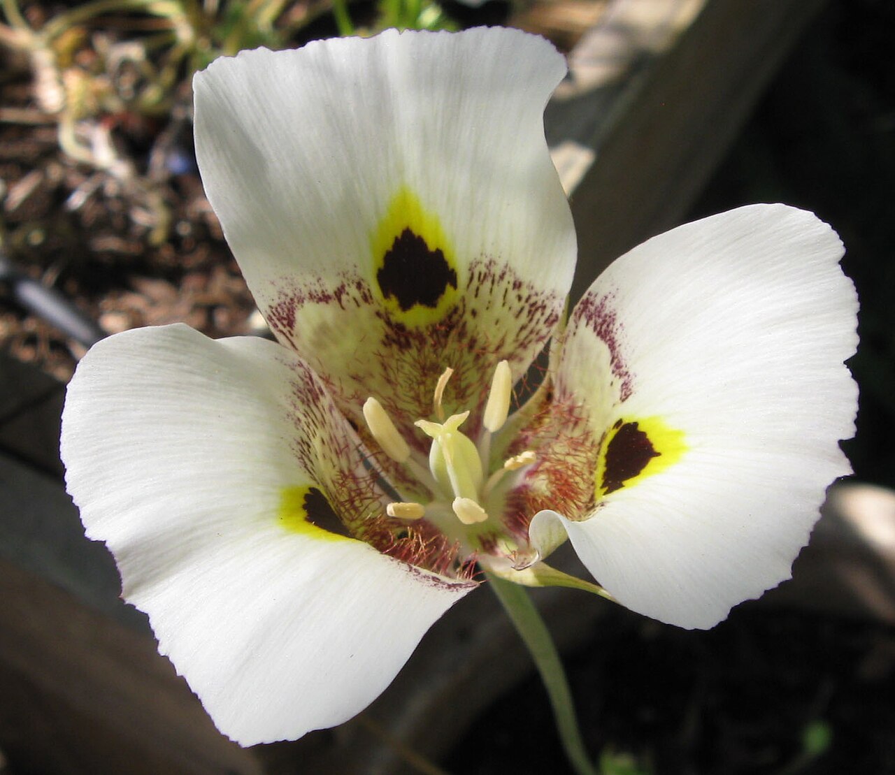 Yellow mariposa: Calochortus superbus flower