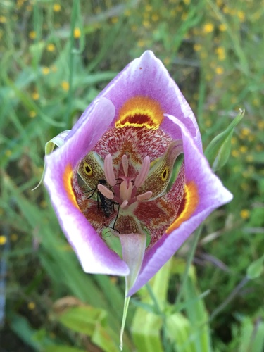 Yellow mariposa (Calochortus superbus)