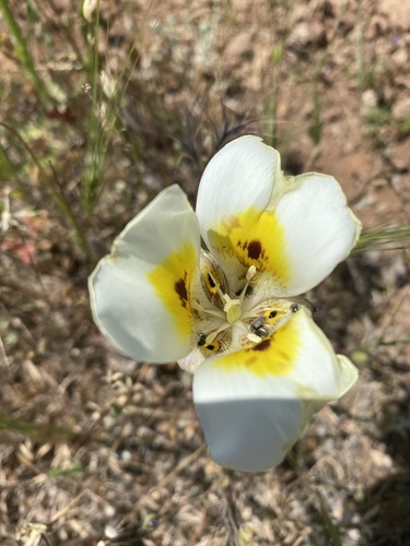 Yellow mariposa (Calochortus superbus)