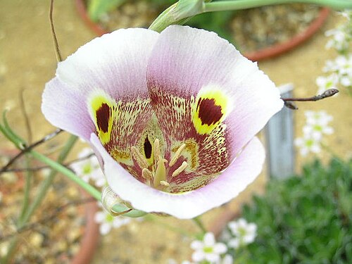 Yellow mariposa: 麗百合 Calochortus superbus [英格蘭 Wisley Gardens, England]