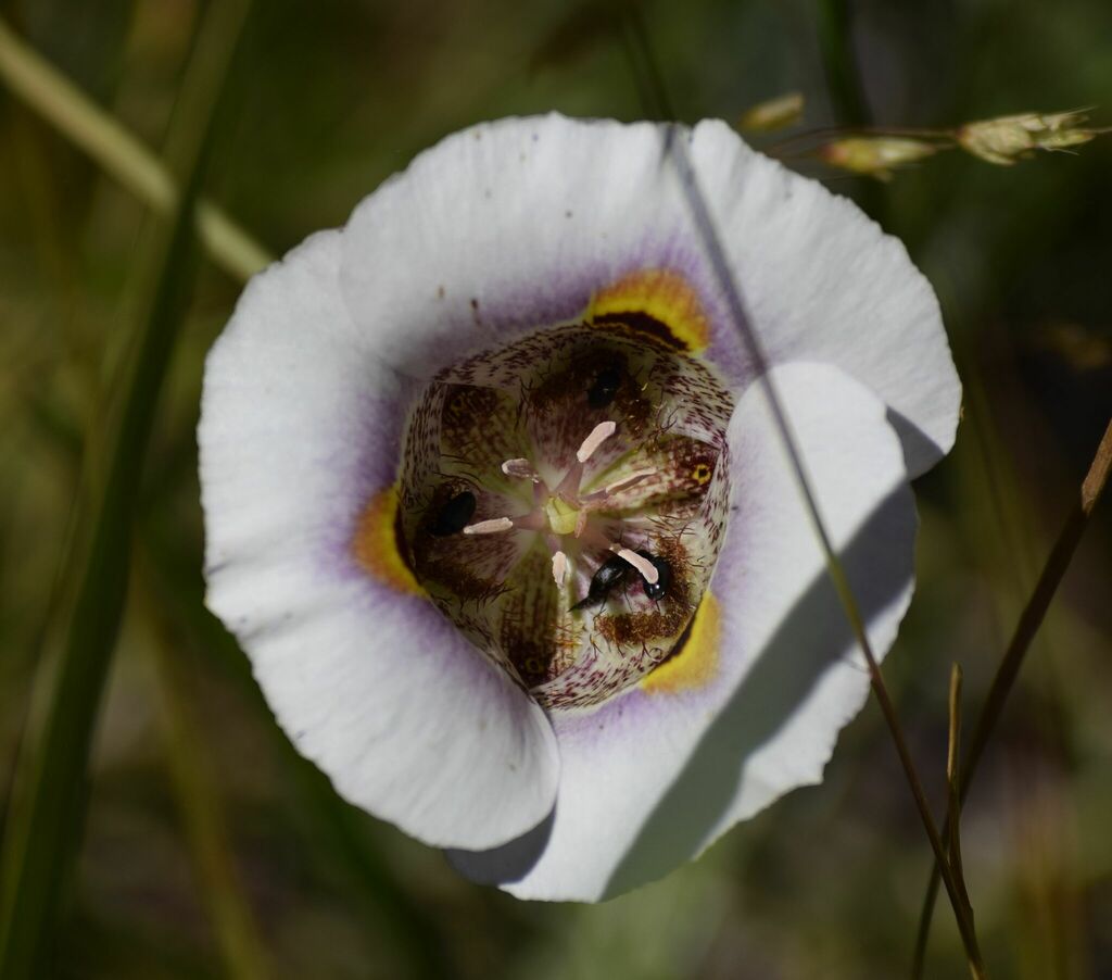 Yellow mariposa (Calochortus superbus)
