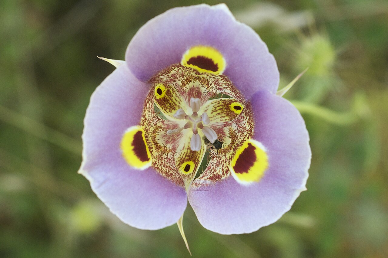 Yellow mariposa: Species from California Common name: Mariposa Lily Photographed near Placerville, Placer County, California