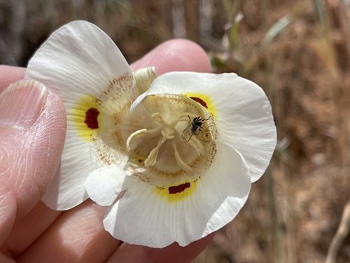 Yellow mariposa (Calochortus superbus)