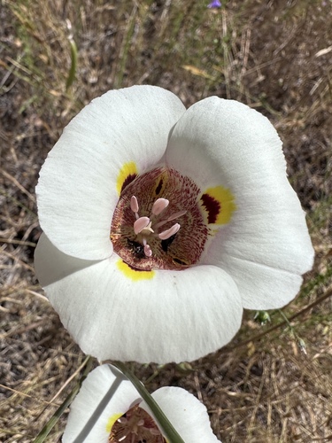 Yellow mariposa (Calochortus superbus)