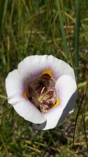 Yellow mariposa (Calochortus superbus)