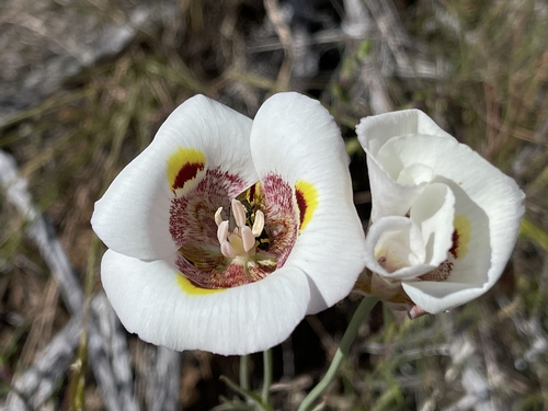 Yellow mariposa (Calochortus superbus)