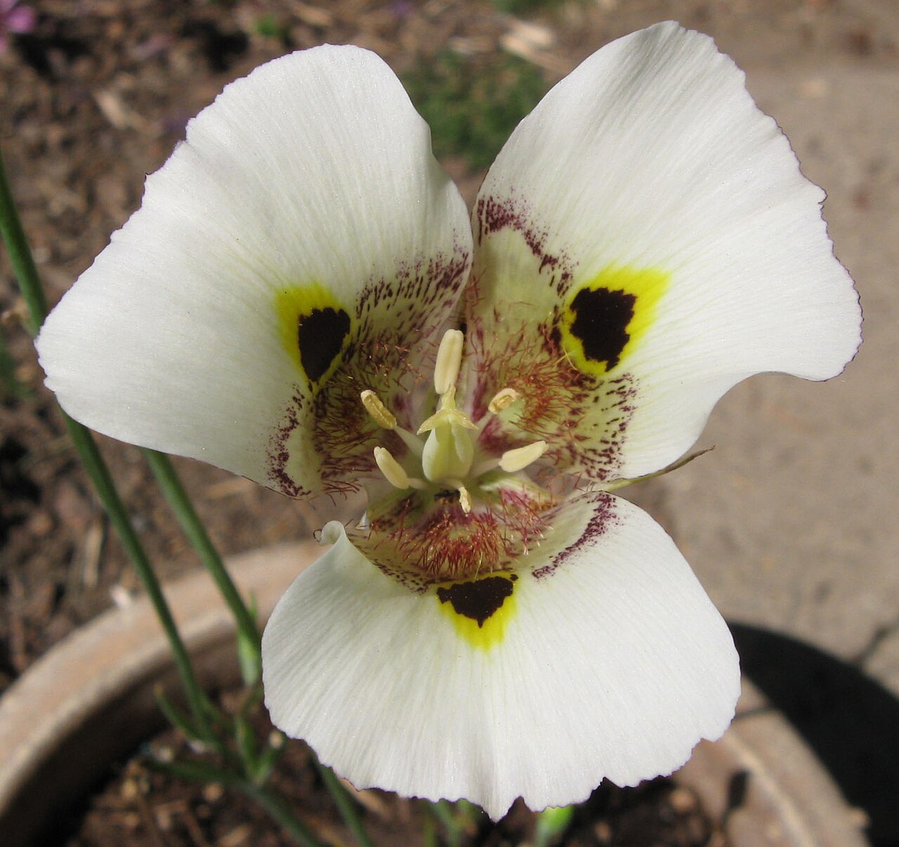 Yellow mariposa: Flower of Calochortus superbus , Superb Mariposa Lily