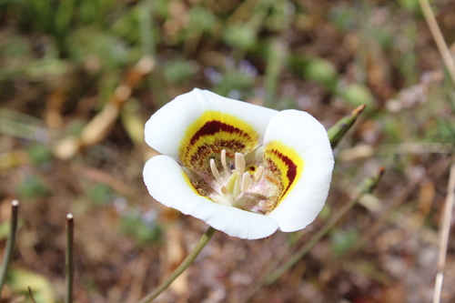 Yellow mariposa (Calochortus superbus)
