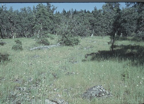Callahan's mariposa lily: Calochortus syntrophus habitat