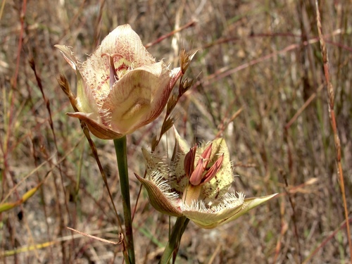Tiburon mariposa lily (Calochortus tiburonensis)