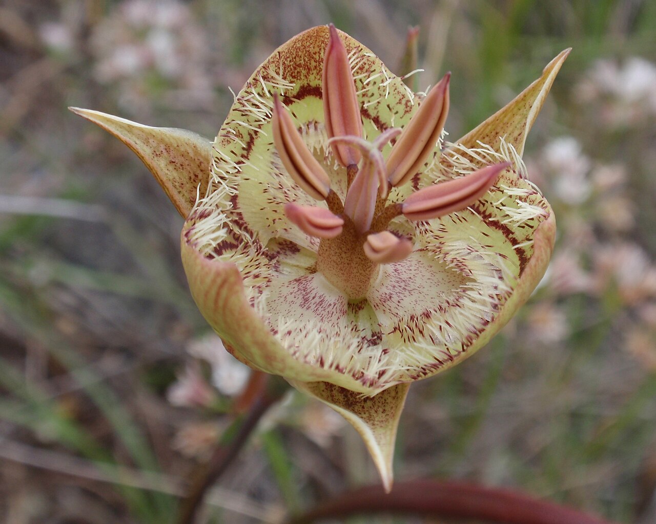 Tiburon mariposa lily: Calochortus tiburonensis , Tiburon Mariposa Lily 10