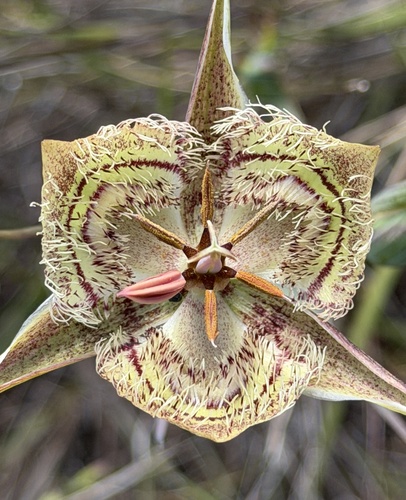 Tiburon mariposa lily (Calochortus tiburonensis)