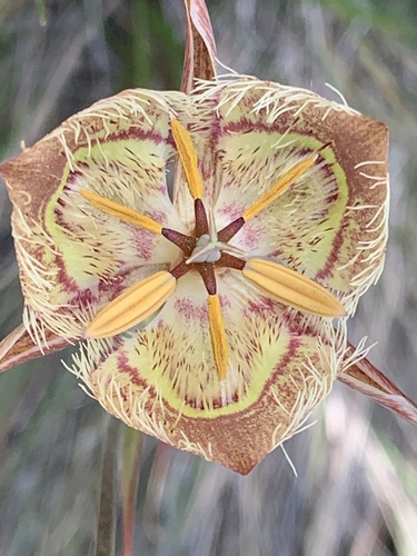 Tiburon mariposa lily (Calochortus tiburonensis)