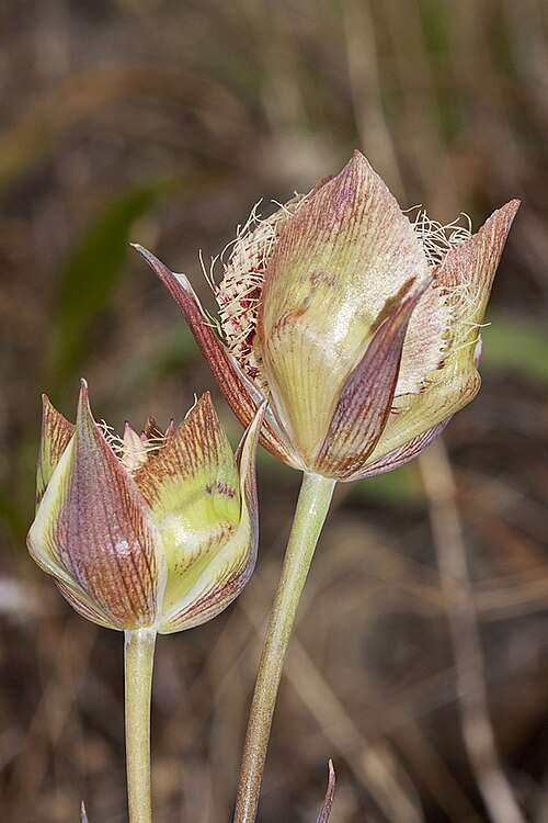 Tiburon mariposa lily: Calochortus tiburonensis . Endemic to Ring Mountain Preserve, Corte Madera, Marin Co., CA, USA. June 2