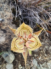 Tiburon mariposa lily (Calochortus tiburonensis)