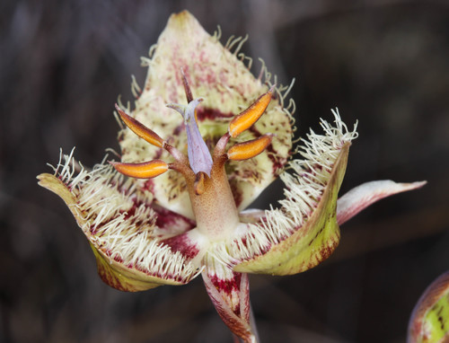 Tiburon mariposa lily (Calochortus tiburonensis)