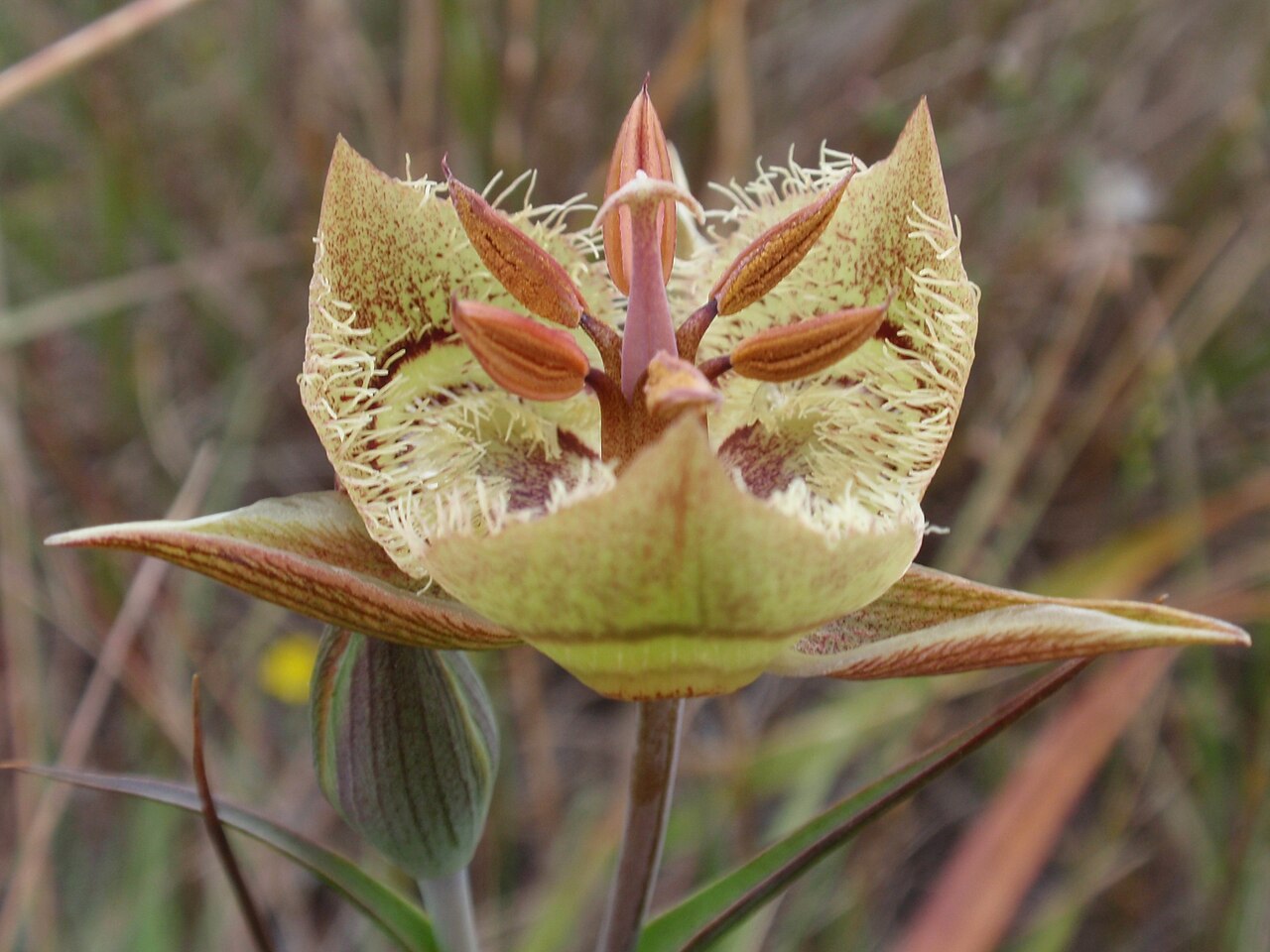 Tiburon mariposa lily: Calochortus tiburonensis , a rare and endangered species that grows only on Ring Mountain in Tiburon. More info here .