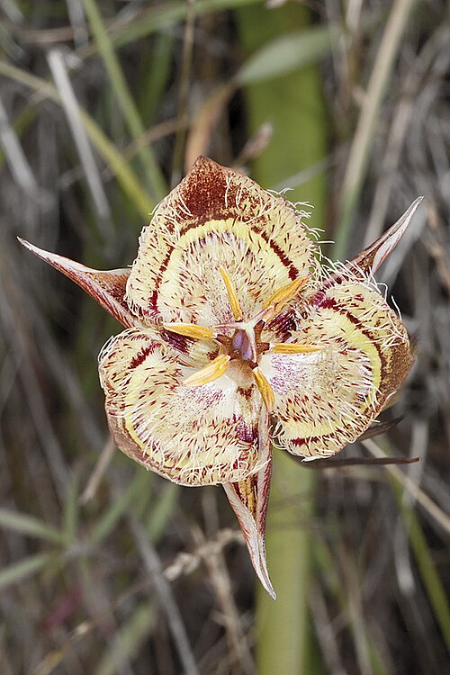 Tiburon mariposa lily: Calochortus tiburonensis . A threatened species, it is found only at a single location, near the summit of Ring Mountain, on the Tiburon Peninsula in Marin Co.,