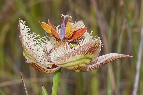 Tiburon mariposa lily: Calochortus tiburonensis . A threatened species, it is found only at a single location, near the summit of Ring Mountain, on the Tiburon Peninsula in Marin Co.,