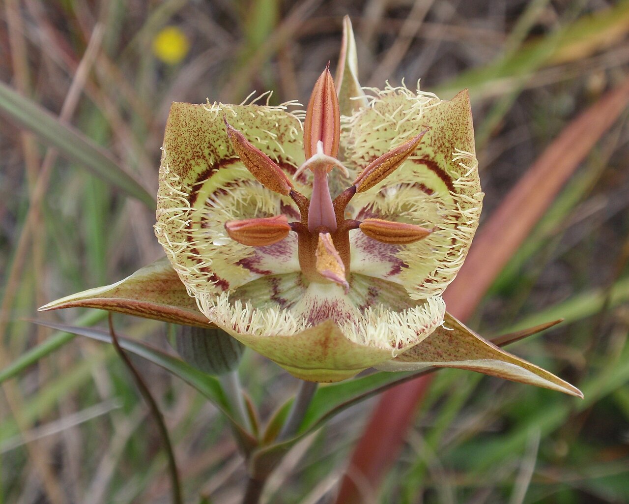 Tiburon mariposa lily: Calochortus tiburonensis , a rare and endangered species that grows only on Ring Mountain in Tiburon. More info here .