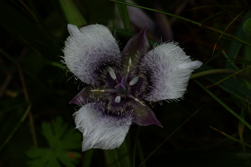 Tolmie star-tulip (Calochortus tolmiei)
