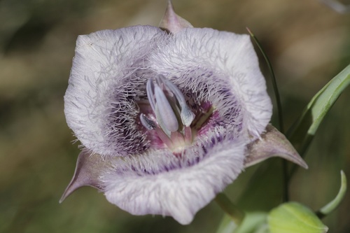 Tolmie star-tulip (Calochortus tolmiei)