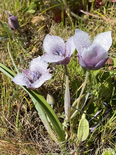 Tolmie star-tulip (Calochortus tolmiei)