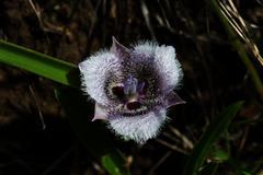 Tolmie star-tulip (Calochortus tolmiei)