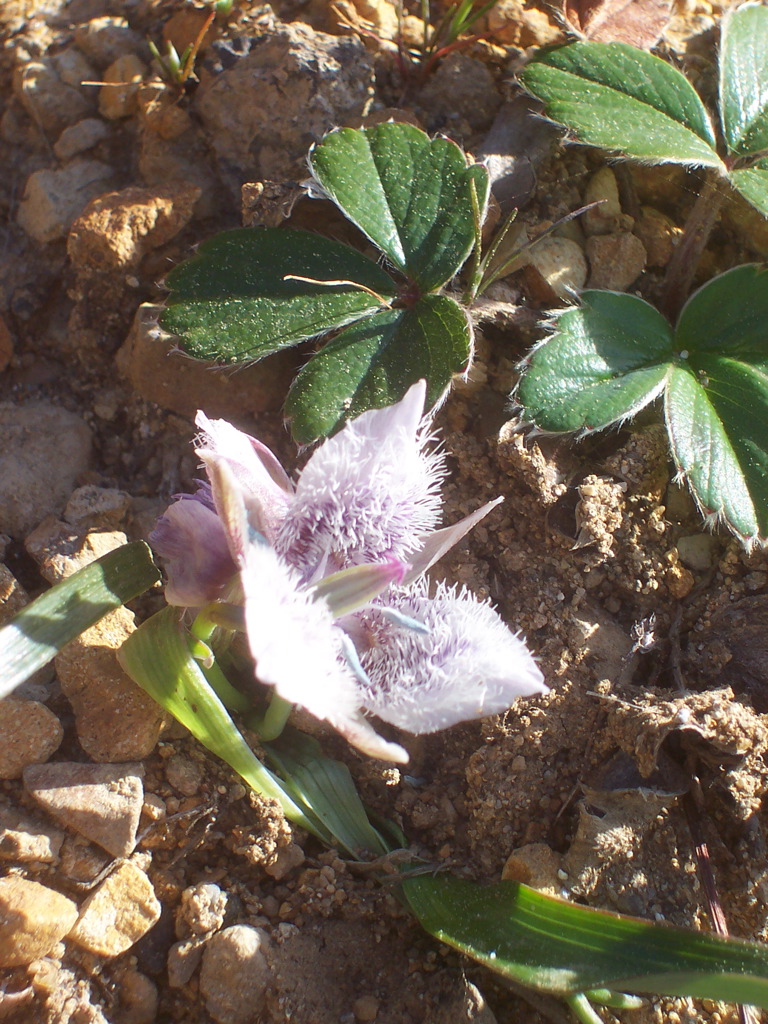 Tolmie star-tulip: Calochortus tolmiei — Pussy Ears, Tolmie star-tulip. At Stump Beach in Salt Point State Park, Sonoma County, California. May 6, 2006.