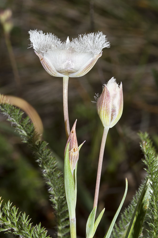 Tolmie star-tulip: Calochortus tolmiei . One of eighty-some Mariposa Lily species. Eight Dollar Mountain, Josephine Co., OR, USA. June 4