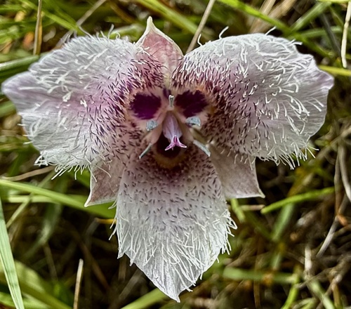 Tolmie star-tulip (Calochortus tolmiei)
