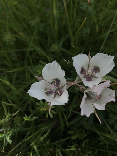 Tolmie star-tulip (Calochortus tolmiei)