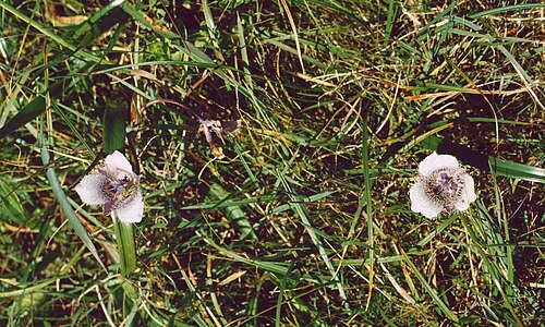 Tolmie star-tulip: Calochortus tolmiei , Liliengewächse (Liliaceae), Calochortoideae - USA, Kalifornien/California: Point Reyes National Seashore, Chimney Rock