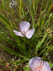 Monterey mariposa lily (Calochortus uniflorus)