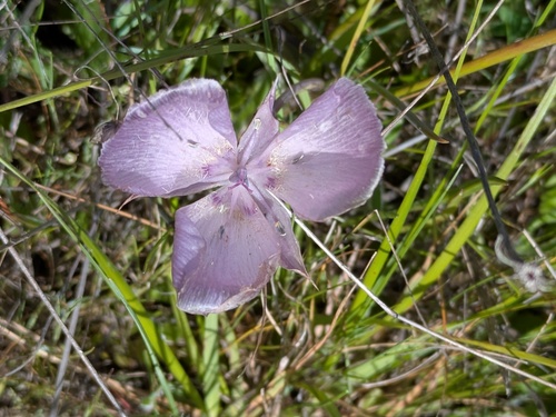 Monterey mariposa lily (Calochortus uniflorus)