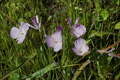 Monterey mariposa lily (Calochortus uniflorus)