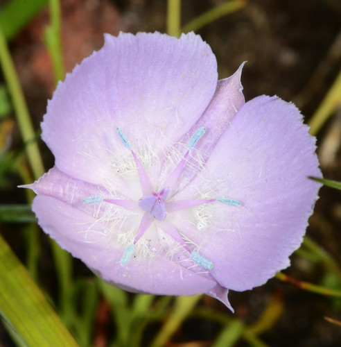 Monterey mariposa lily (Calochortus uniflorus)