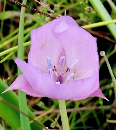 Monterey mariposa lily (Calochortus uniflorus)