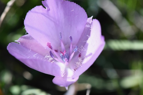 Monterey mariposa lily (Calochortus uniflorus)