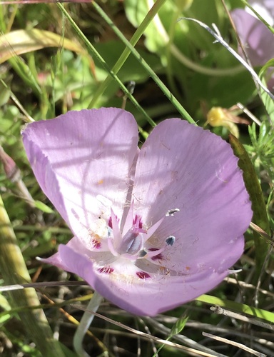 Monterey mariposa lily (Calochortus uniflorus)