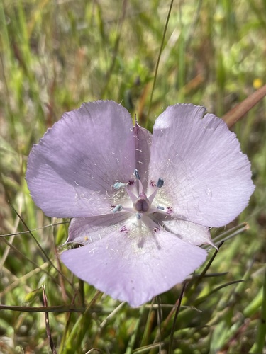 Monterey mariposa lily (Calochortus uniflorus)